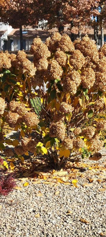 Not a Dish It's a Plant